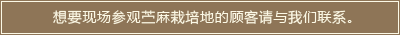 想要现场参观苎麻栽培地的顾客请与我们联系。
